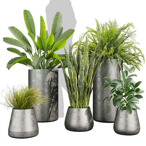 realistic 3d palnt model - banana - fern - sansveria - 627 3D model