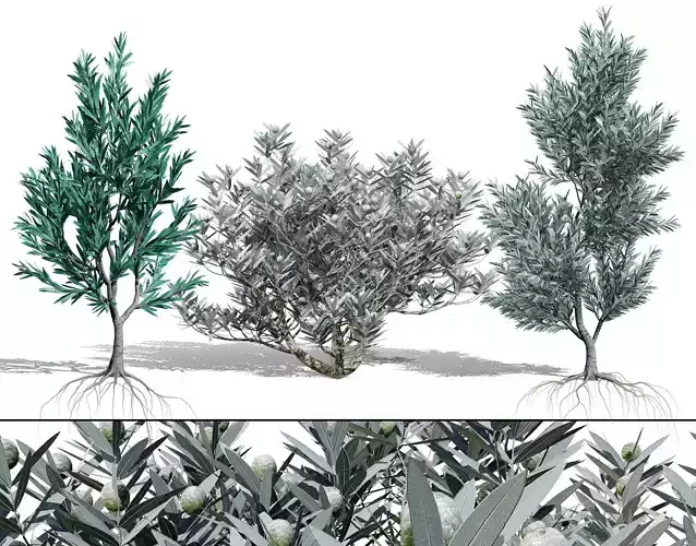 Silver Tree-Witteboom 3D Model Low-poly 3D model