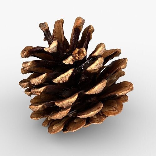 Photorealistic 3D scan of pine conifer cone Low-poly 3D model