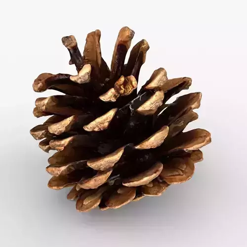 Photorealistic 3D scan of pine conifer cone