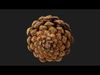 Photorealistic 3D scan of pine conifer cone Low-poly 3D model_1
