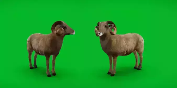 Desert Bighorn Sheep Male Low-poly 3D model