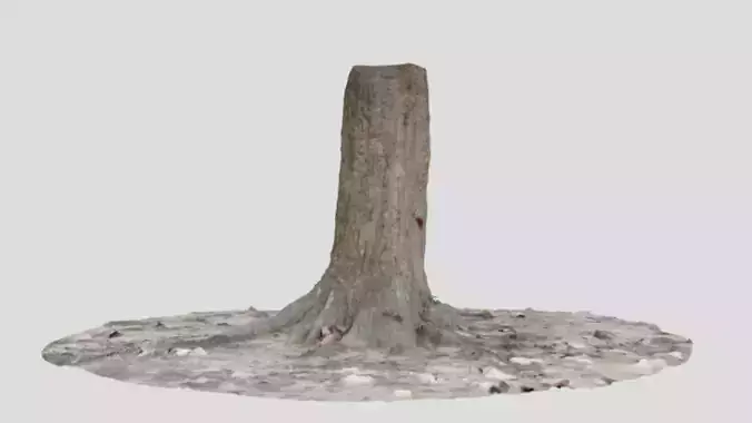Tree Stump 3D scan