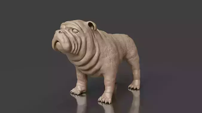 Your First Bulldog 3D Printable Realistic Toy