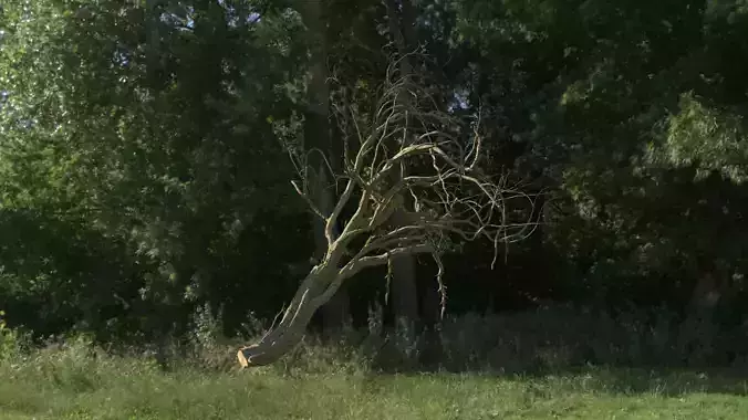 Lowpoly Dead Tree 03 3D model