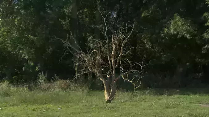 Lowpoly Dead Tree 04 3D model