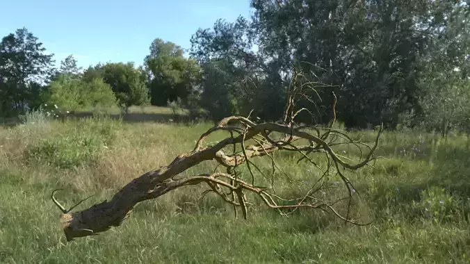 Lowpoly Dead Tree 05 3D model