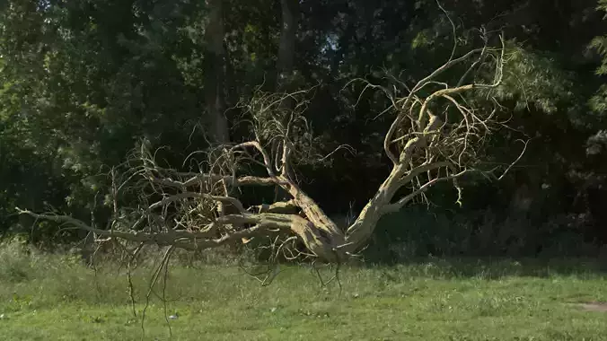 Lowpoly Dead Tree 07 3D model