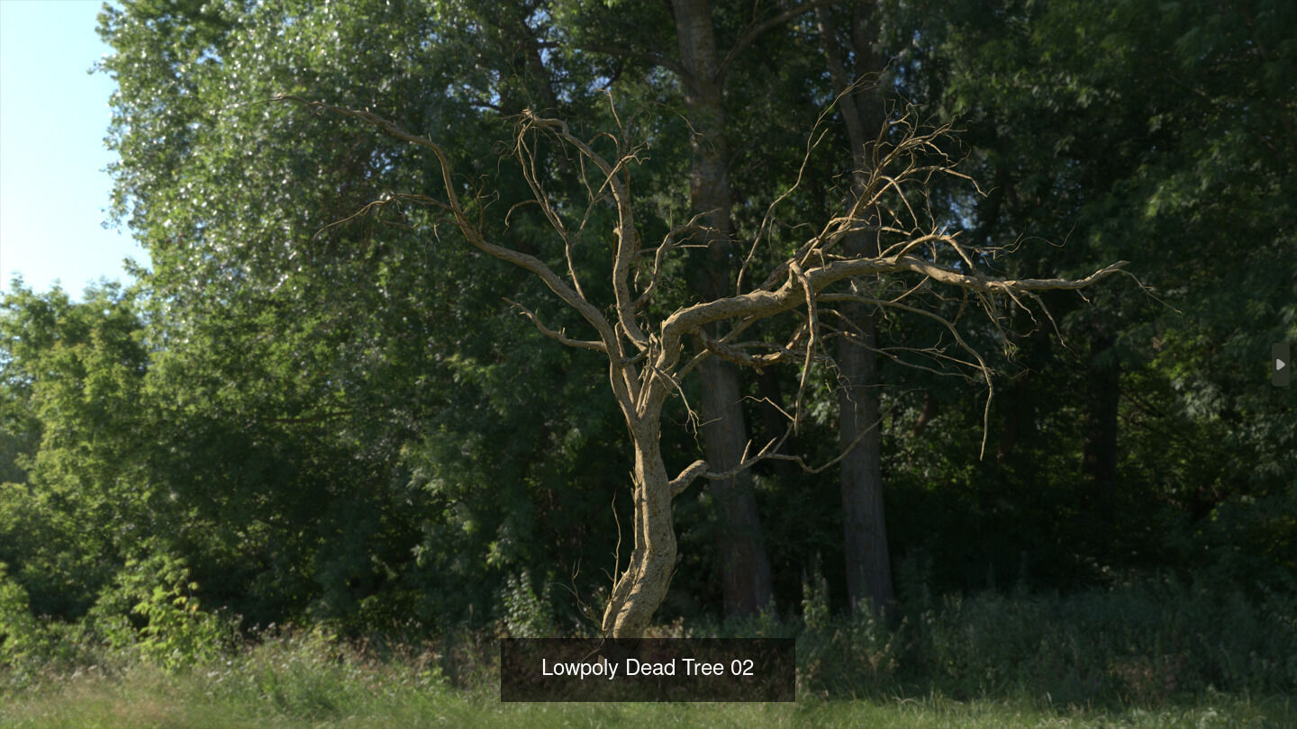 LowPoly Dead Tree Collection _2