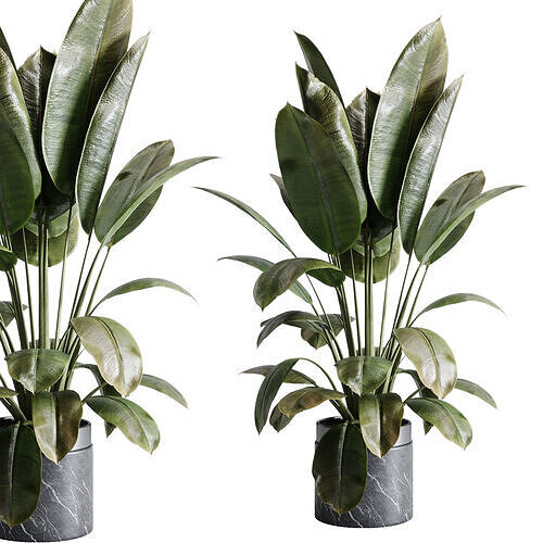 Ficus elastica - Ficus rubber indoor plant 558 3D model