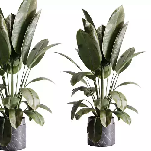 Ficus elastica - Ficus rubber indoor plant 558