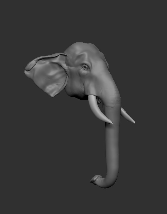 Asian Elephant head 3D model_2