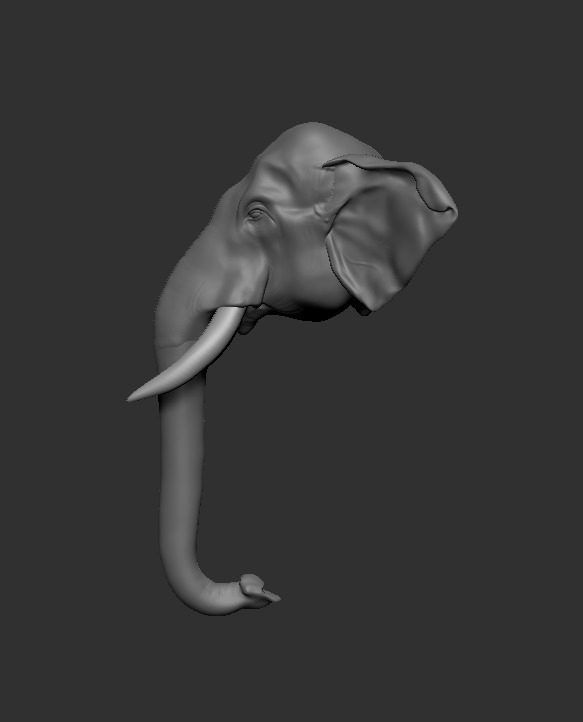Asian Elephant head 3D model_4
