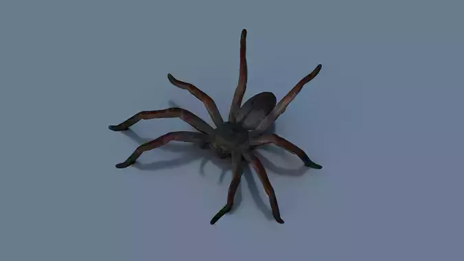 Spider