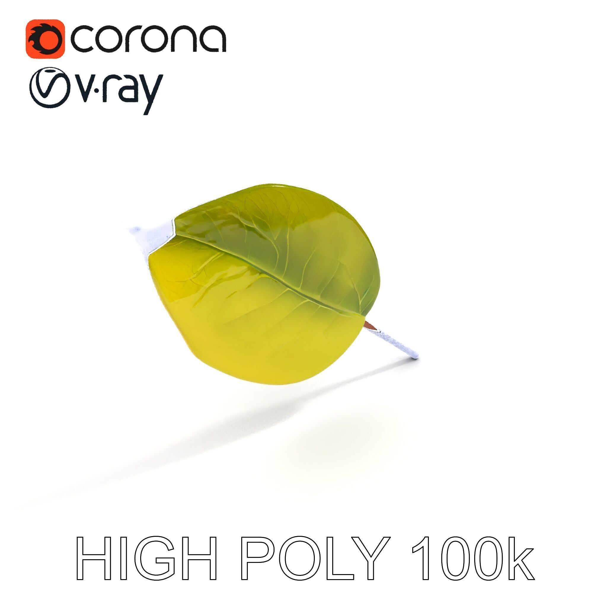 Realistic Leaf Model Pack for Rendering and Game Design Low-poly 3D model_11