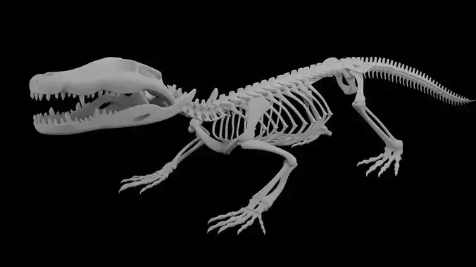Crocodile Skeleton 3D Model Highly Detailed Clean Topology 