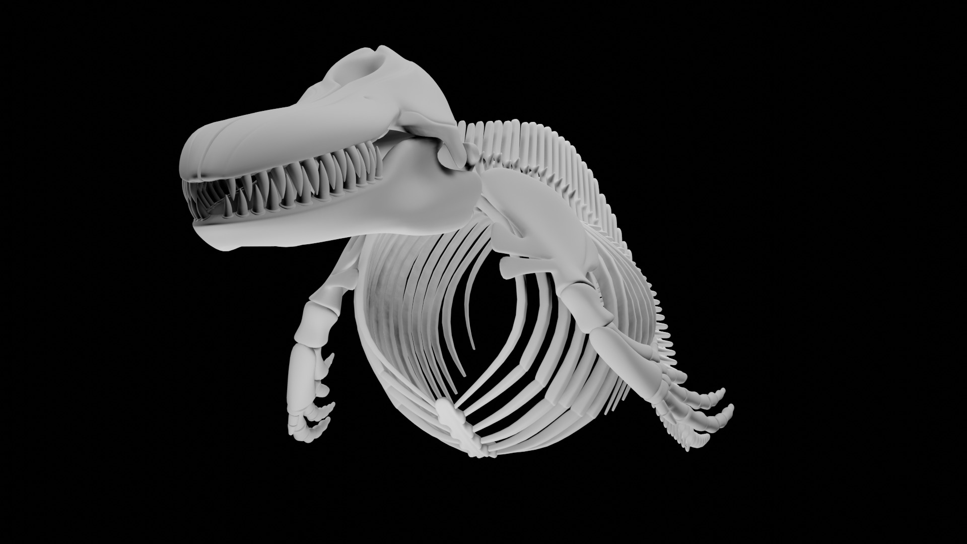 Killer Whale Orca Skeleton 3D Model Clean Topology 3D model_7