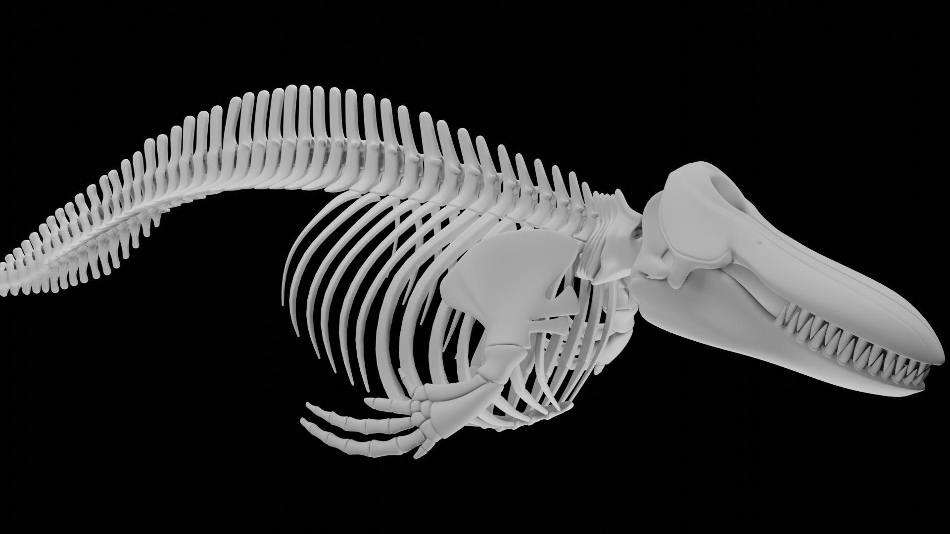 Killer Whale Orca Skeleton 3D Model Clean Topology 3D model_2