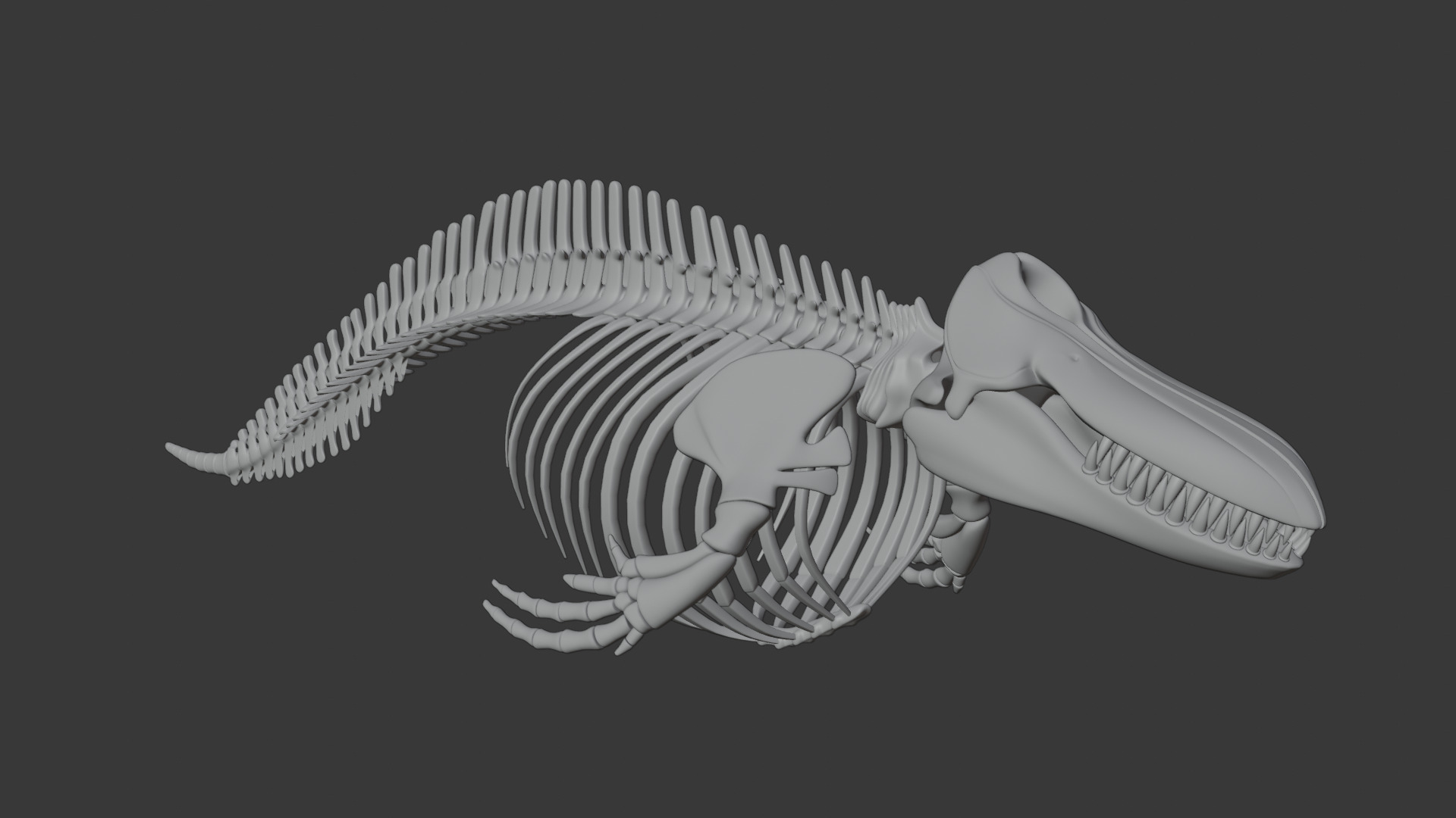 Killer Whale Orca Skeleton 3D Model Clean Topology 3D model_11