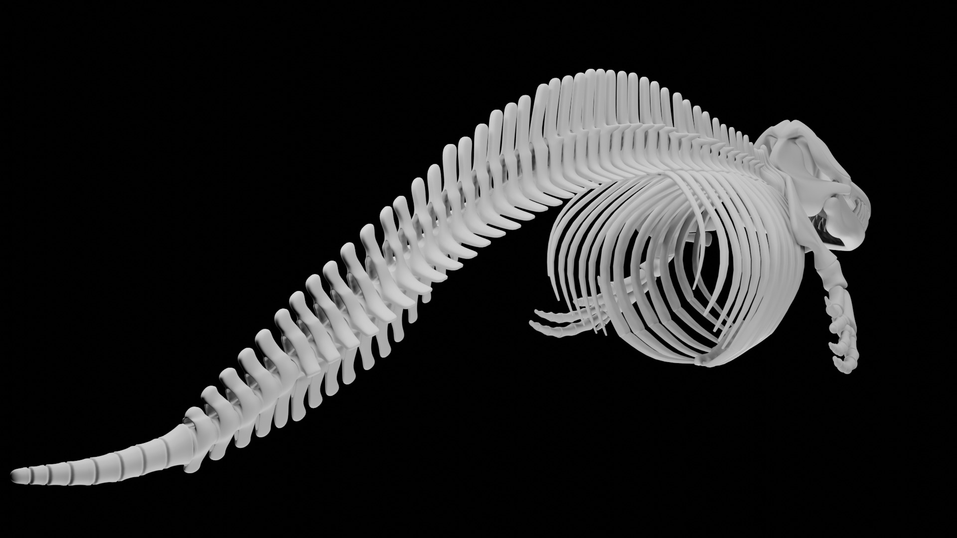 Killer Whale Orca Skeleton 3D Model Clean Topology 3D model_3