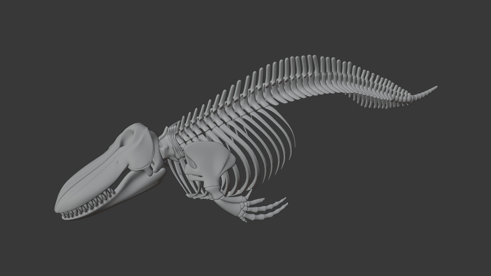 Killer Whale Orca Skeleton 3D Model Clean Topology 3D model_9