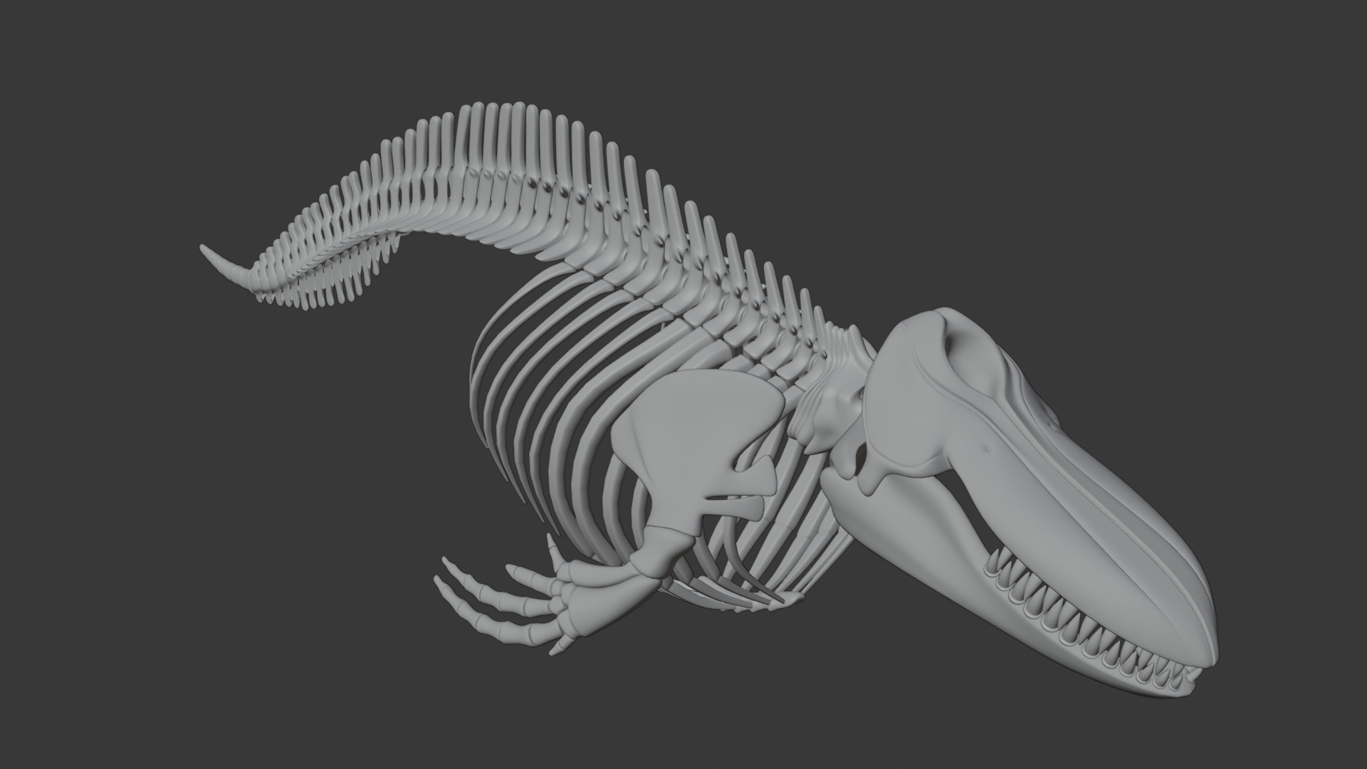 Killer Whale Orca Skeleton 3D Model Clean Topology 3D model_15