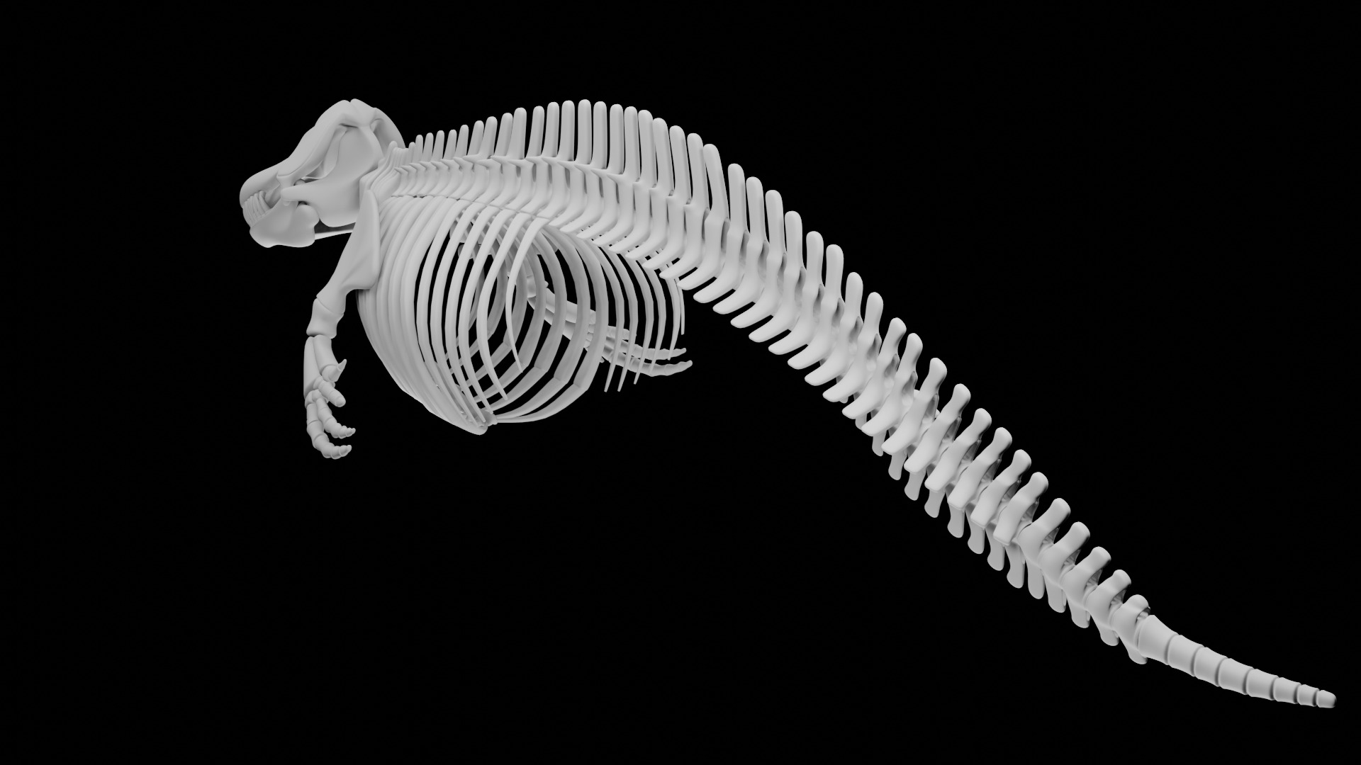 Killer Whale Orca Skeleton 3D Model Clean Topology 3D model_4