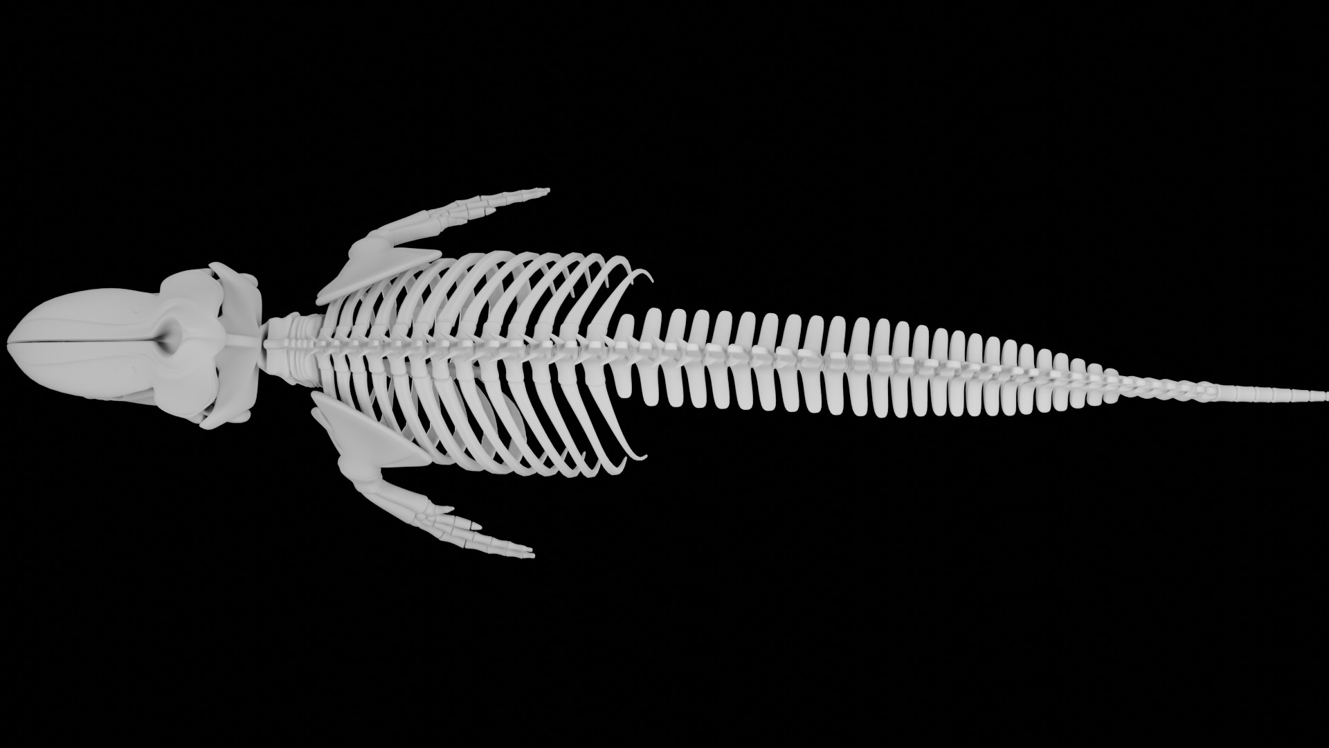 Killer Whale Orca Skeleton 3D Model Clean Topology 3D model_8