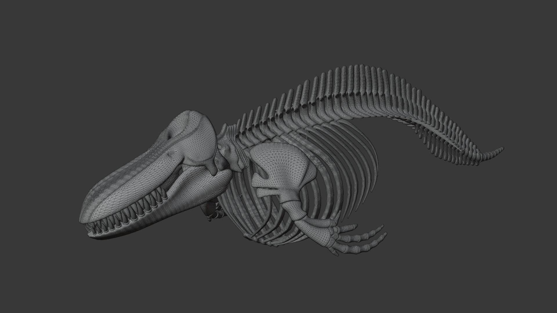 Killer Whale Orca Skeleton 3D Model Clean Topology 3D model_16