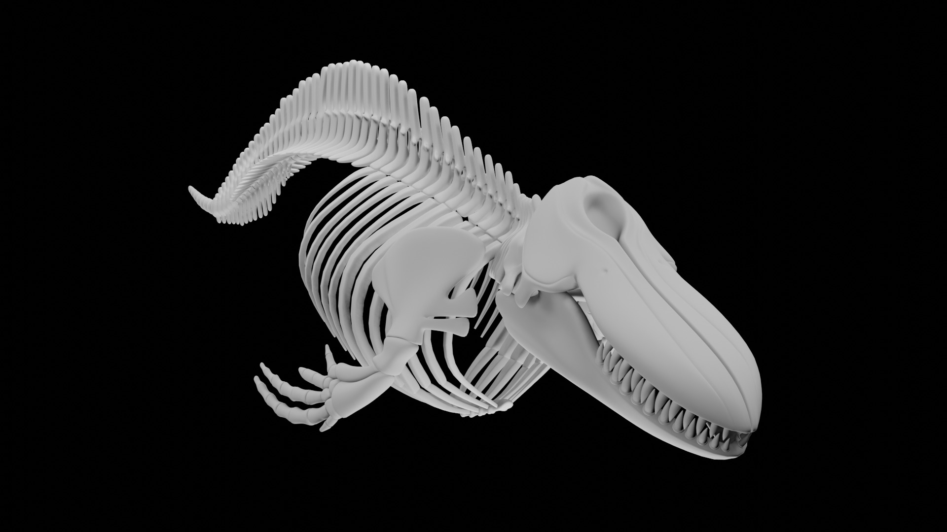Killer Whale Orca Skeleton 3D Model Clean Topology 3D model_1