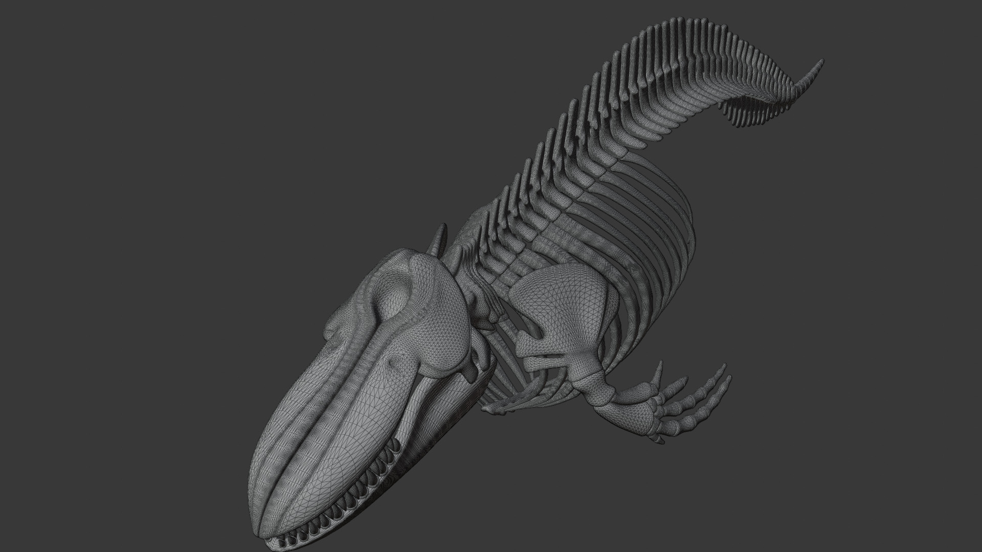 Killer Whale Orca Skeleton 3D Model Clean Topology 3D model_21