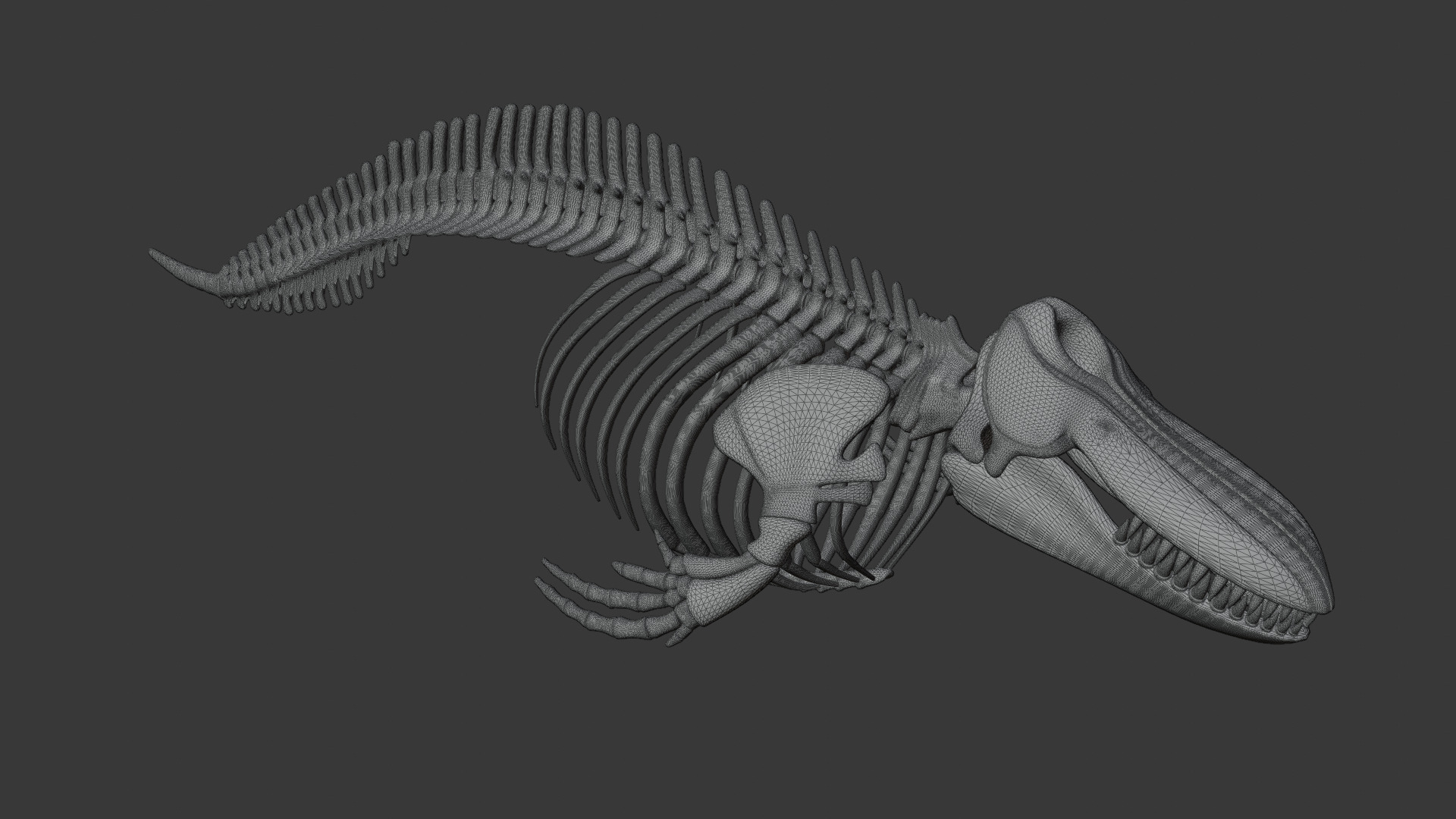 Killer Whale Orca Skeleton 3D Model Clean Topology 3D model_18