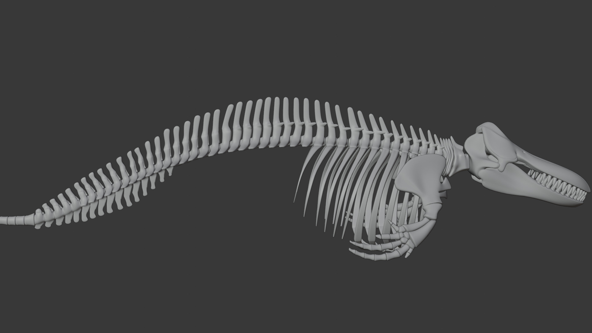 Killer Whale Orca Skeleton 3D Model Clean Topology 3D model_14