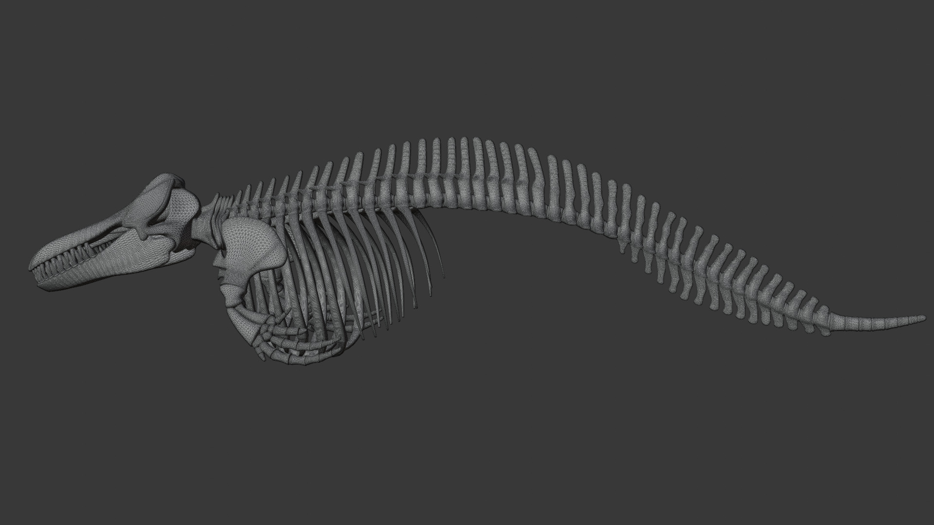 Killer Whale Orca Skeleton 3D Model Clean Topology 3D model_20