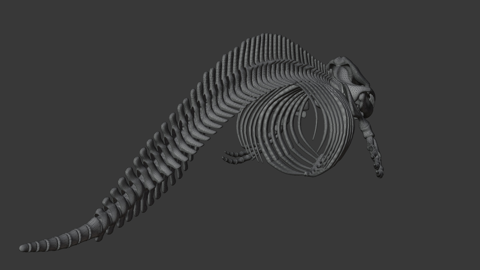 Killer Whale Orca Skeleton 3D Model Clean Topology 3D model_19