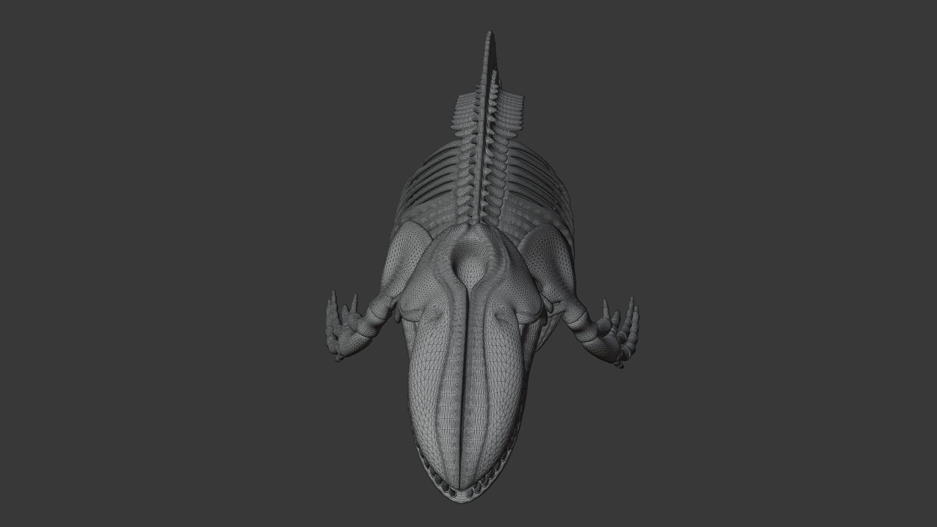 Killer Whale Orca Skeleton 3D Model Clean Topology 3D model_17