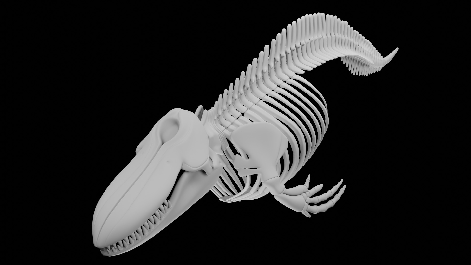 Killer Whale Orca Skeleton 3D Model Clean Topology 3D model_5