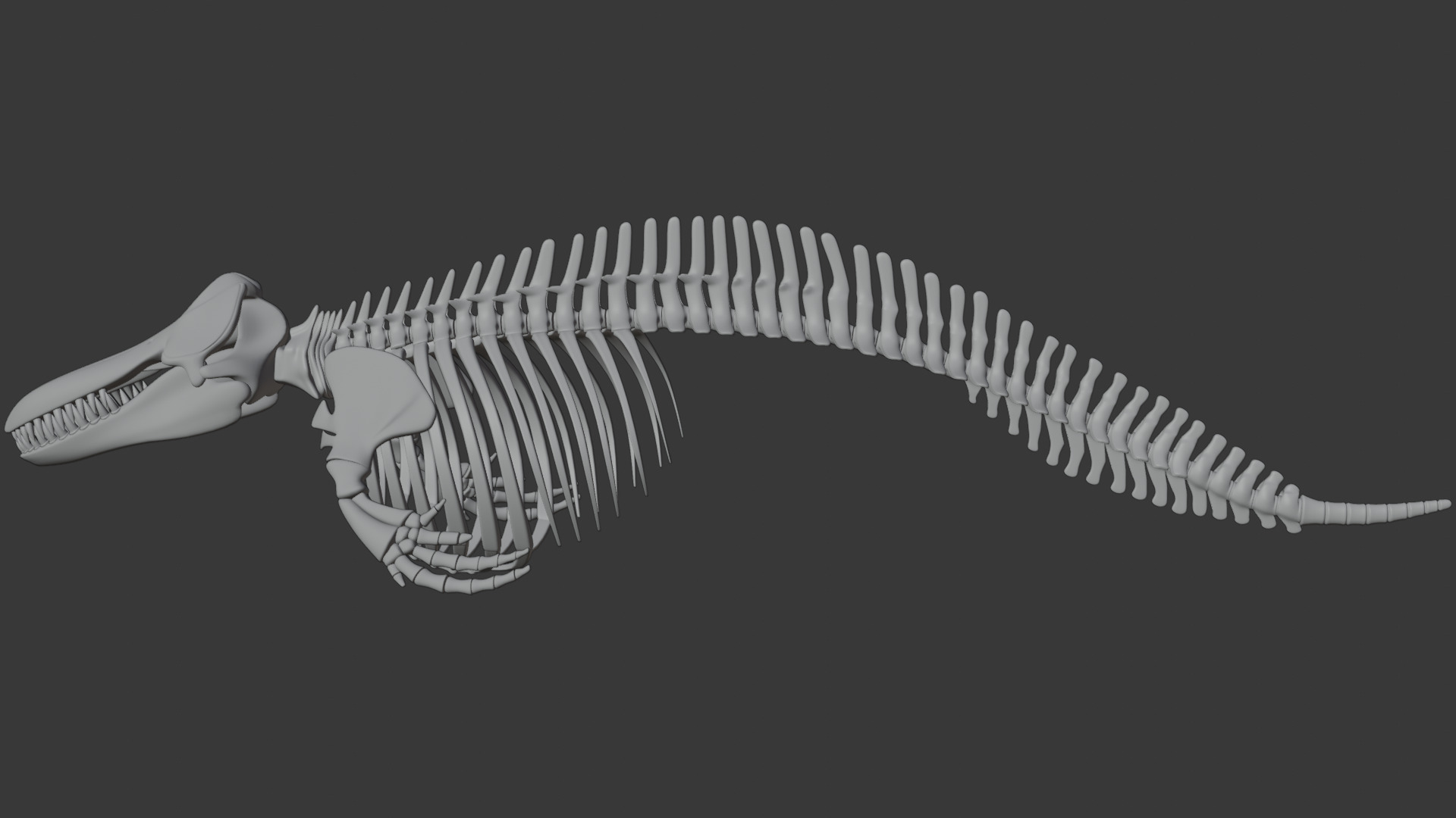 Killer Whale Orca Skeleton 3D Model Clean Topology 3D model_13