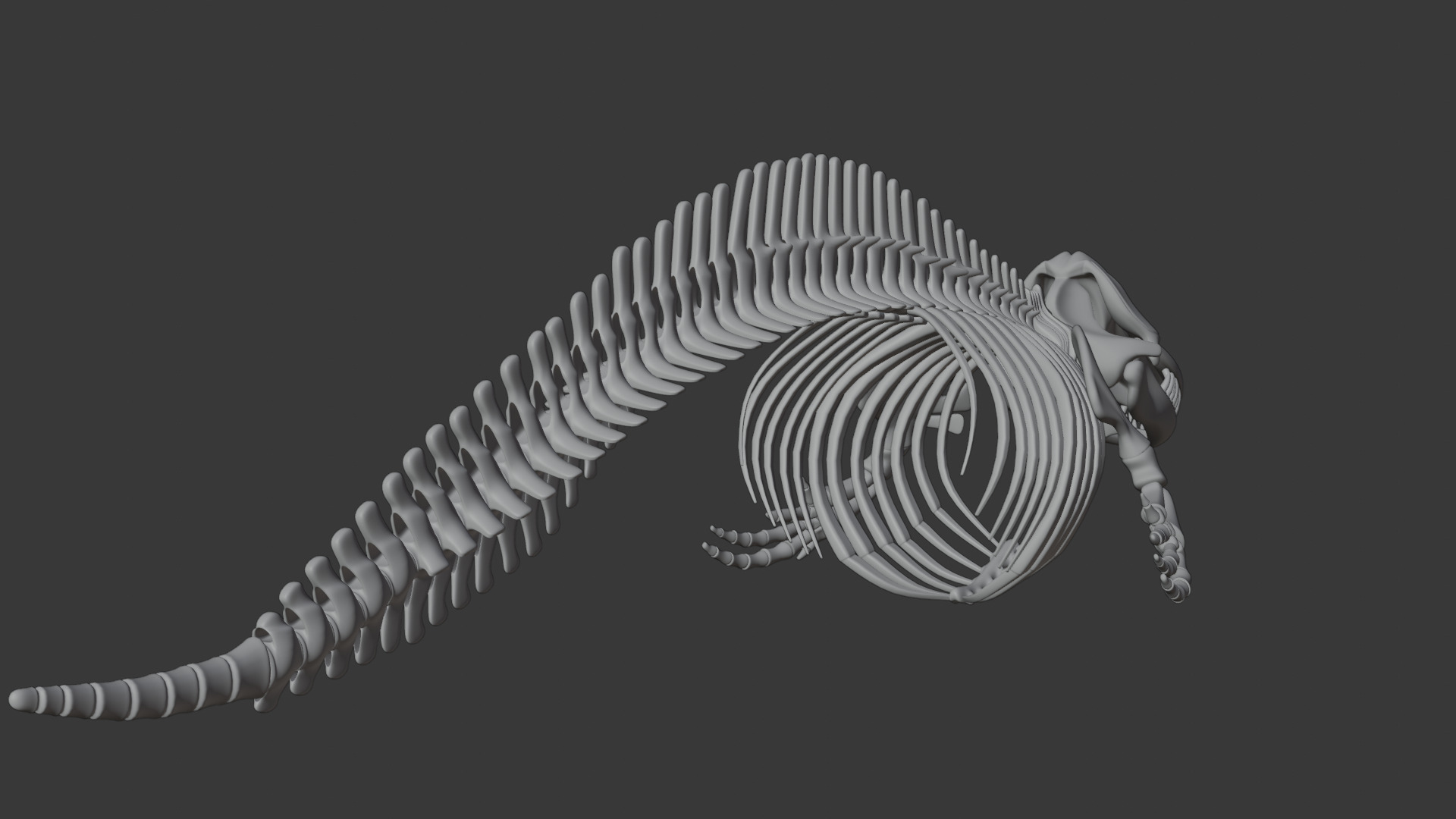 Killer Whale Orca Skeleton 3D Model Clean Topology 3D model_12