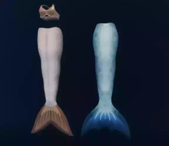 Mako Mermaids Mermaid and Merman Tail Low-poly 3D model