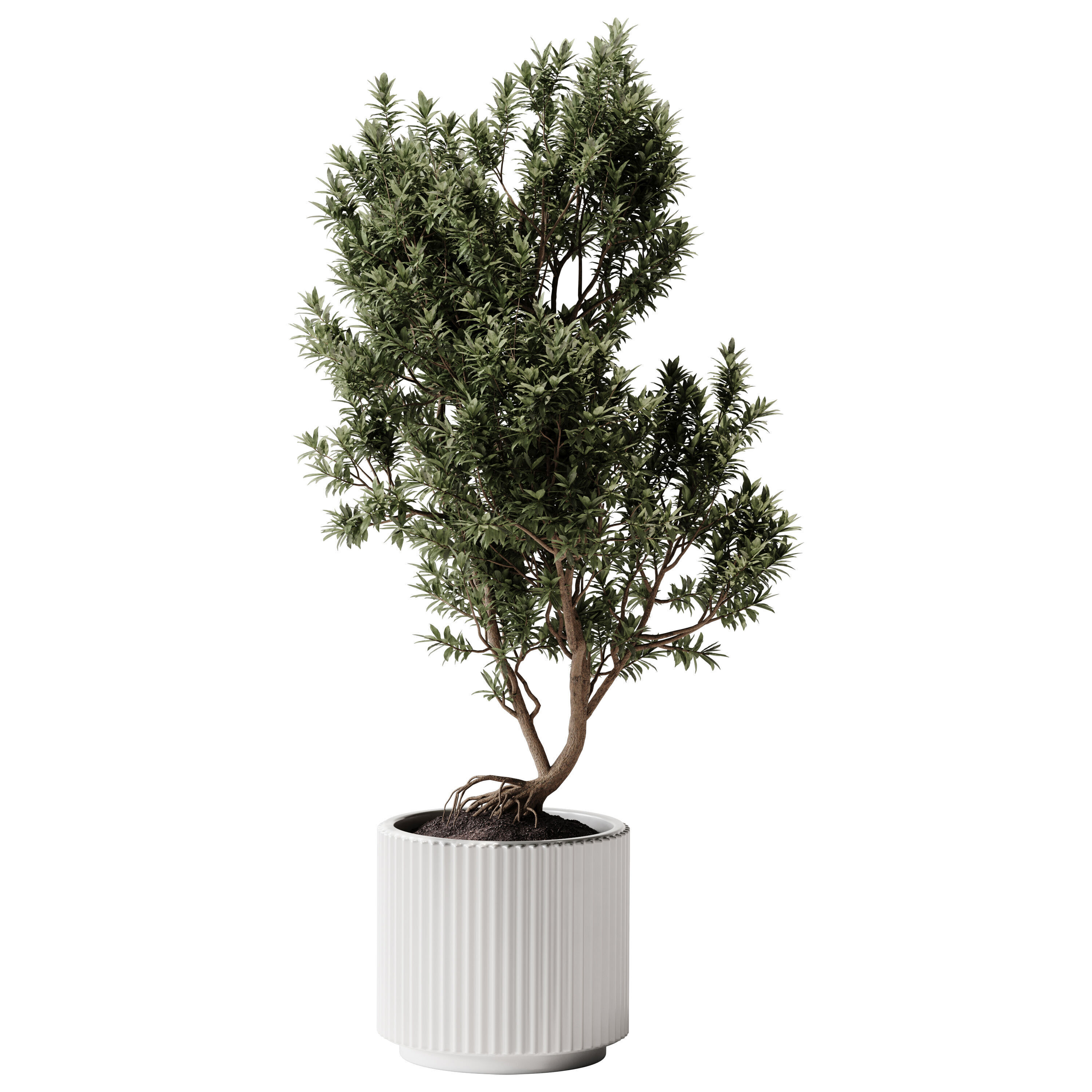  Indoor Plants 38 - Tree in Pot 3D model_1