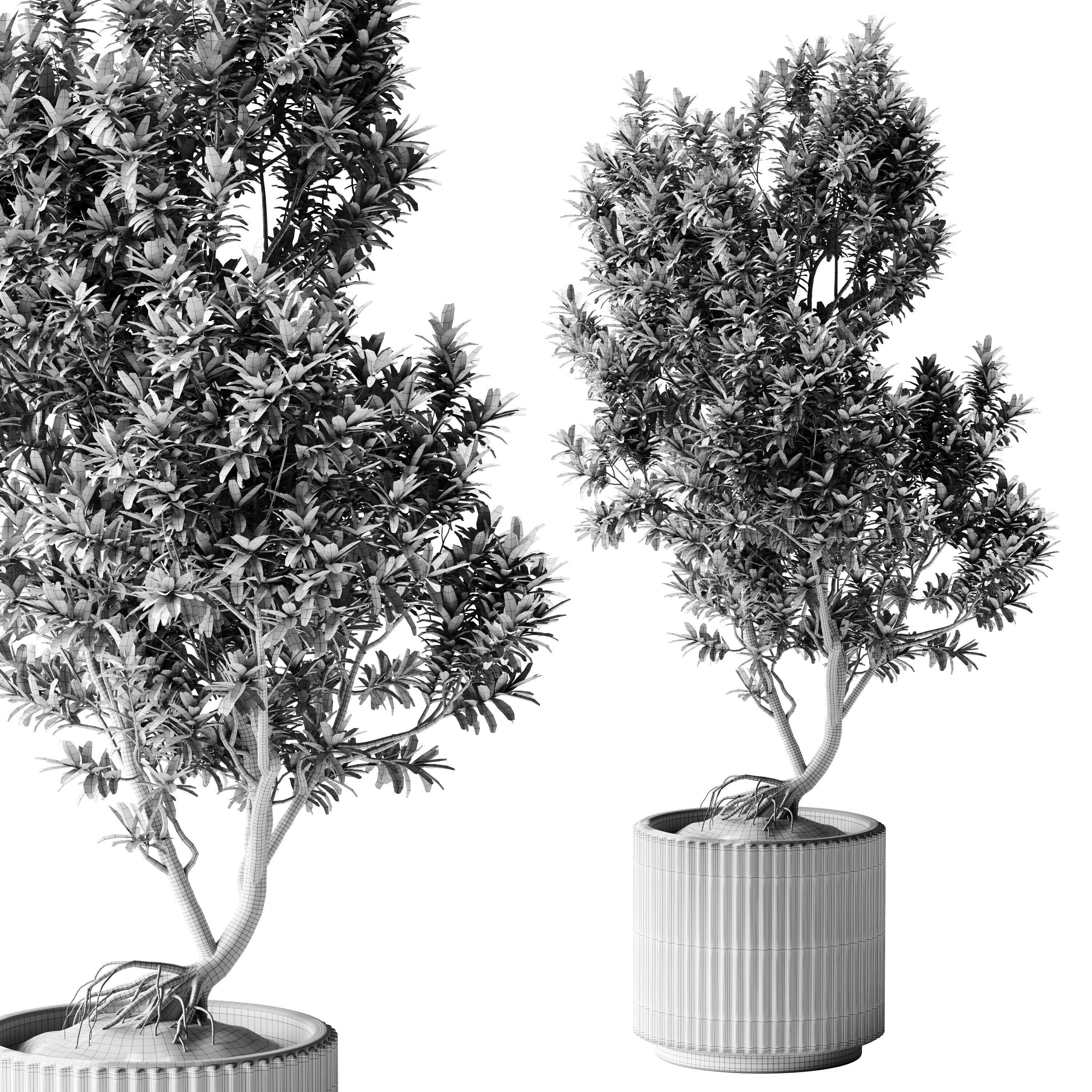  Indoor Plants 38 - Tree in Pot 3D model_2