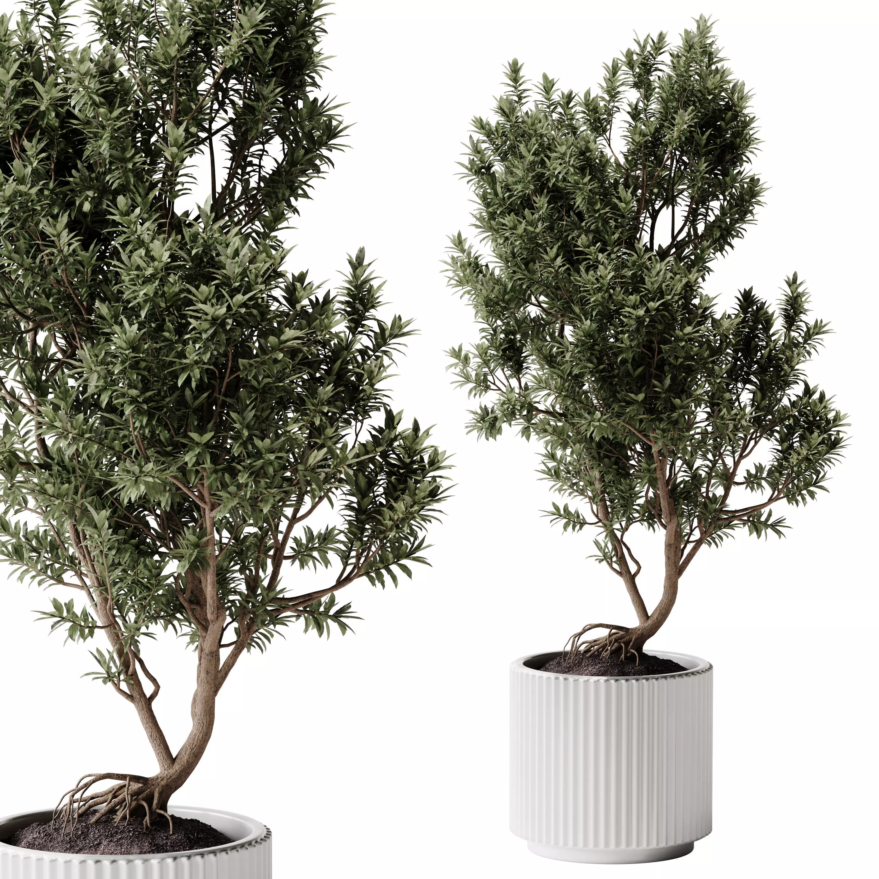  Indoor Plants 38 - Tree in Pot 3D model_0