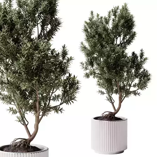  Indoor Plants 38 - Tree in Pot