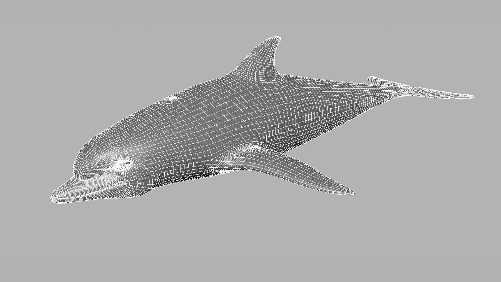 Dolphin 3D model_6