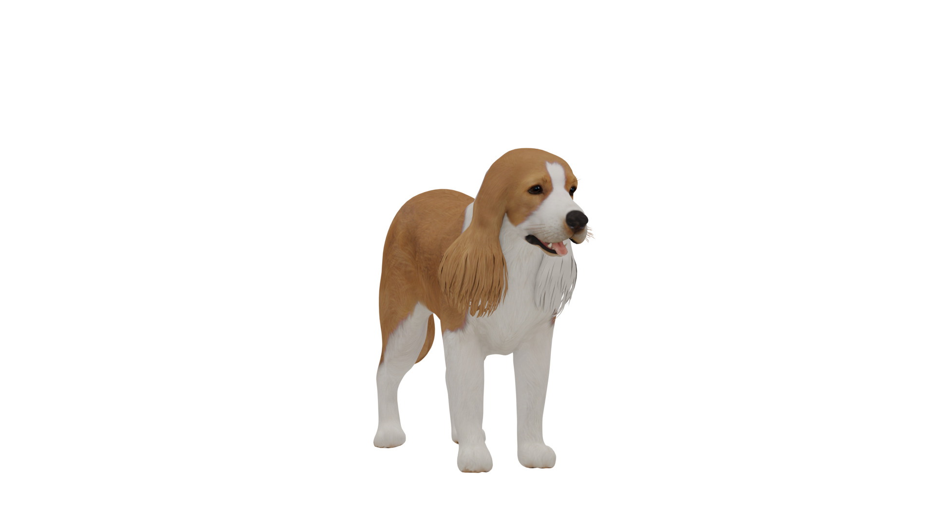 English Cocker Spaniel Dog Low-poly 3D model_33