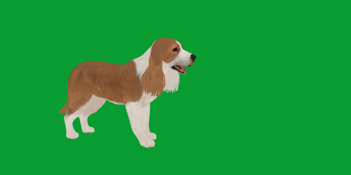 English Cocker Spaniel Dog Low-poly 3D model_29