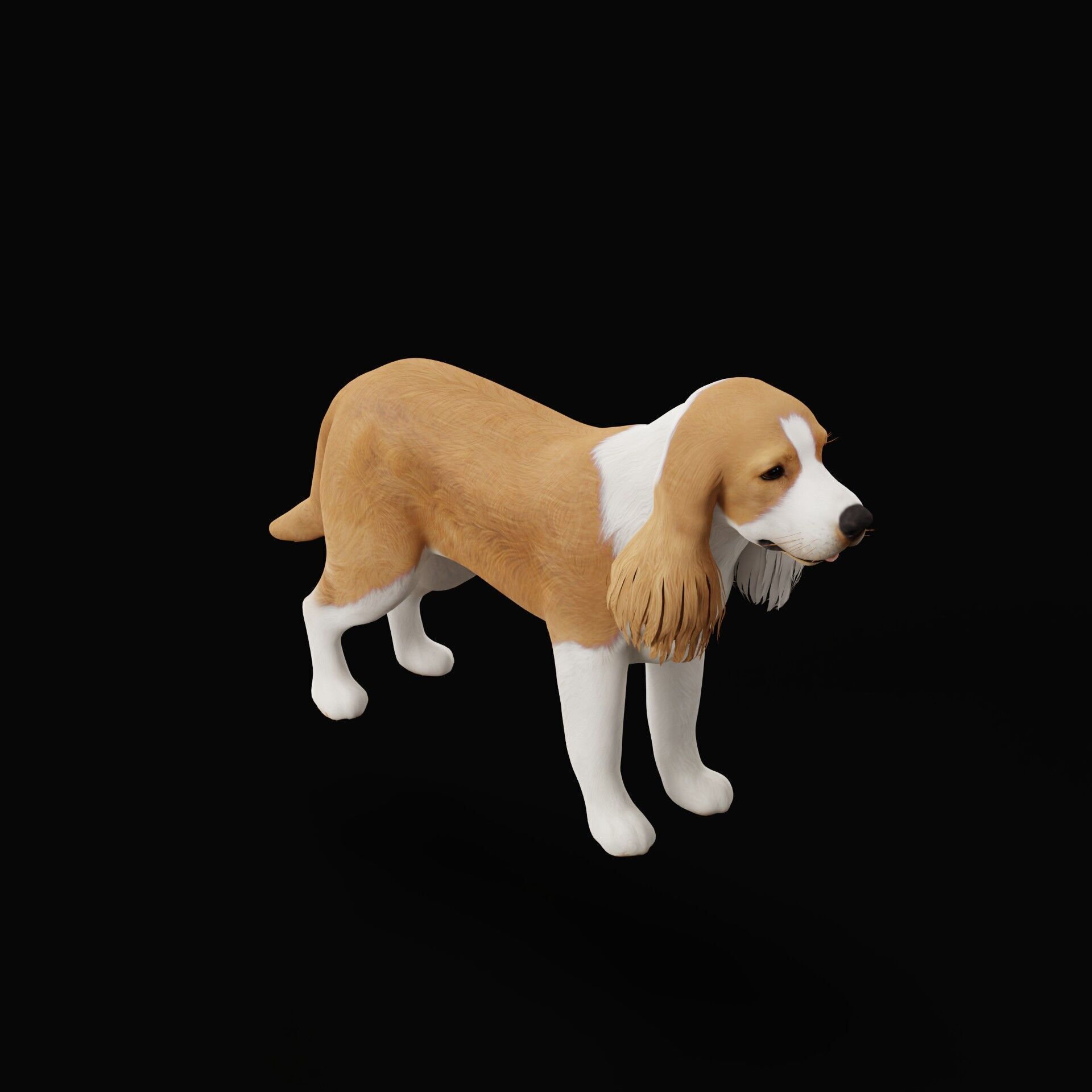 English Cocker Spaniel Dog Low-poly 3D model_48