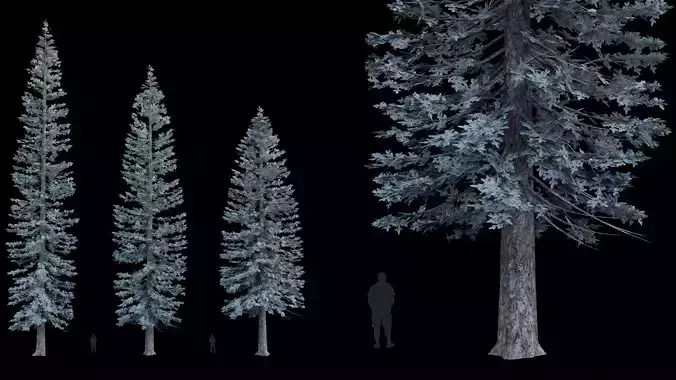 Trees Picea Pungens Low-poly 3D model