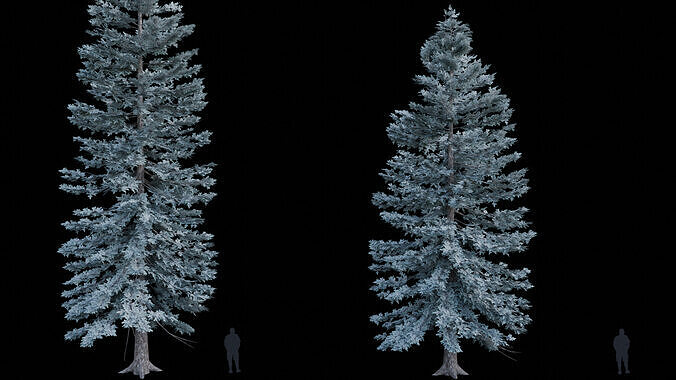 Trees Picea Pungens 02 Low-poly 3D model